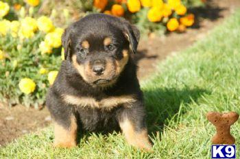 Tyson - Rottweiler Male